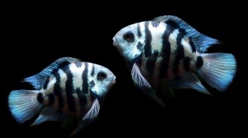 polar blue parrot Cichlid9